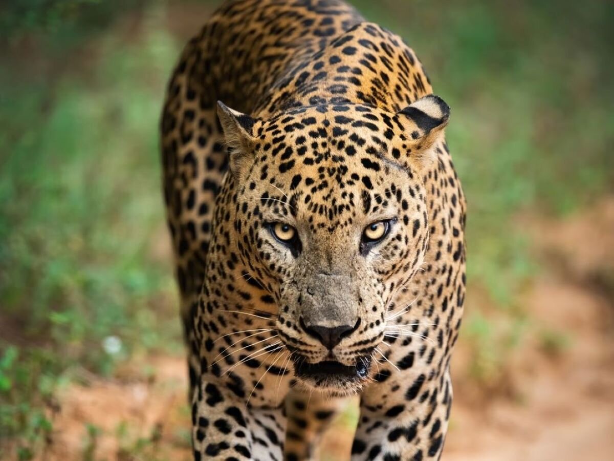 Wild Sri Lanka